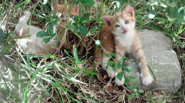 开云体育官网-绿茵场上的东方智慧，伊拉克用节奏魔法锁住葡萄牙，凯塞多导演逆转