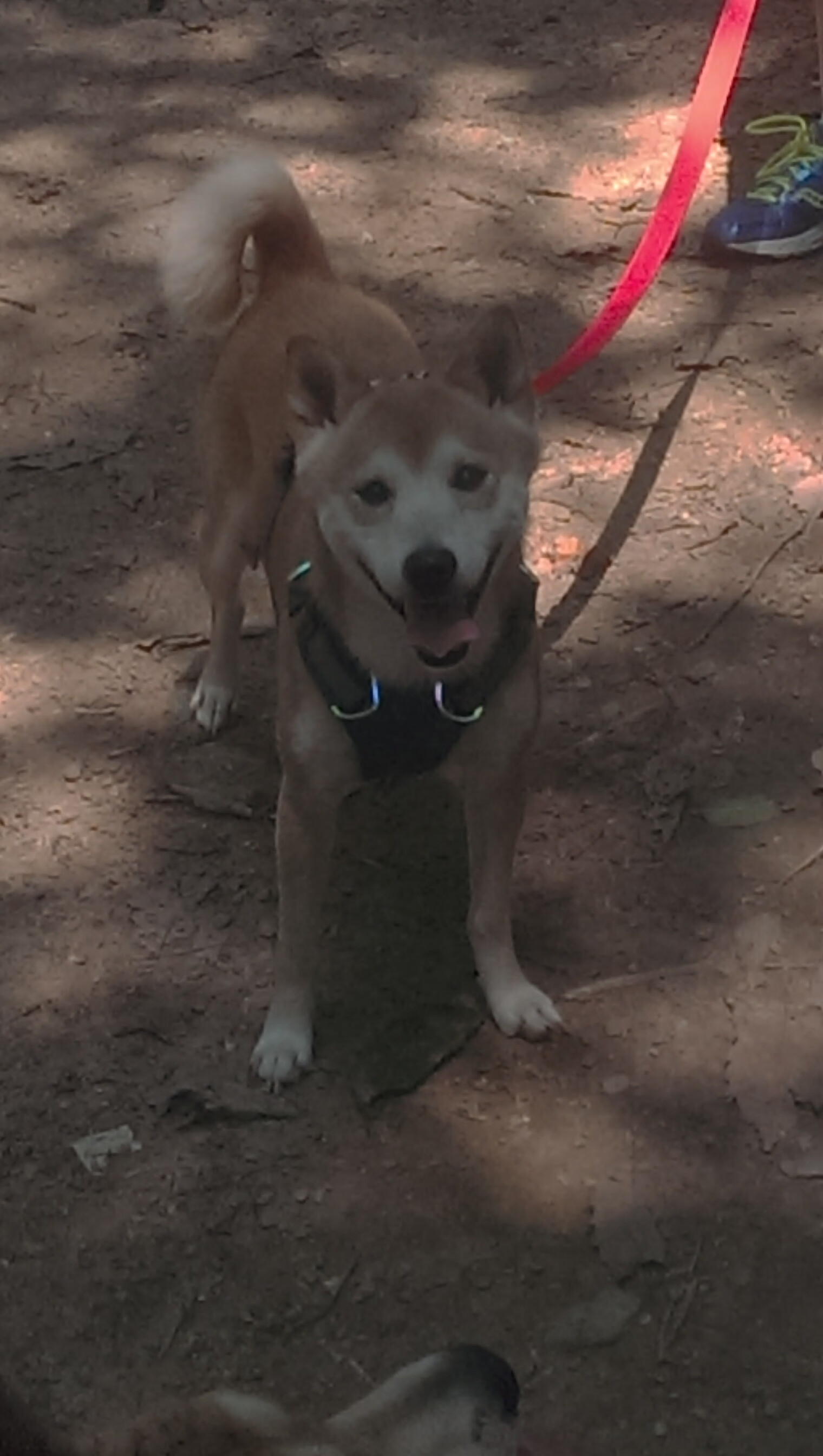 草根英雄之夜,当奥利维耶在东决的悬崖边投下冠军之心