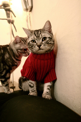 铁盾与恒星的对话，当萨拉赫的稳定输出遭遇瑞士的防守锁链